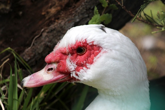 战术选择 战术选择