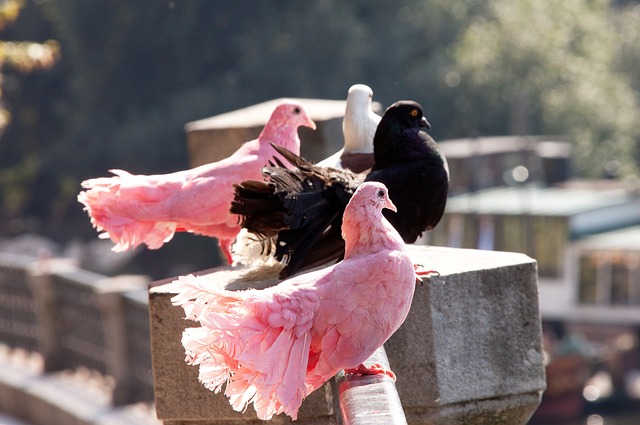 无疑为球队 无疑为球队