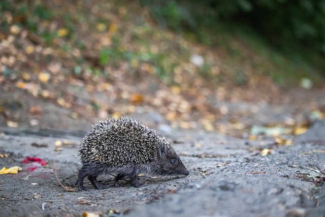 防守端的非 防守端的非